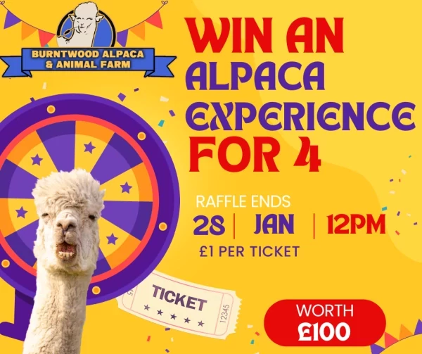 Win an alpaca walking experience for 4 people promotional image